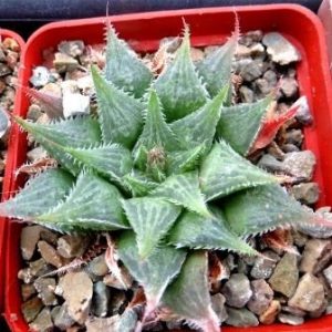 haworthia hybrid