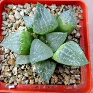 haworthia comptoniana akanko