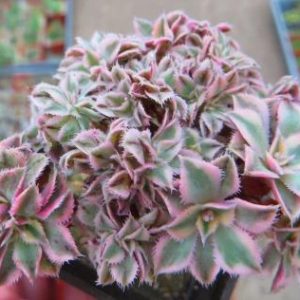 aeonium sunburst cristata