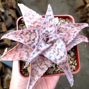 aloe hybrids