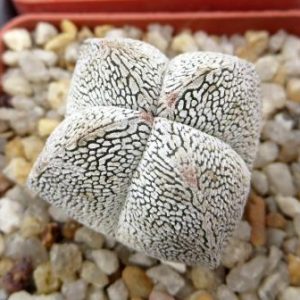 astrophytum onzuka v type
