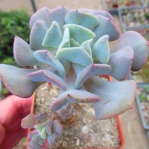 echeveria cubic frost