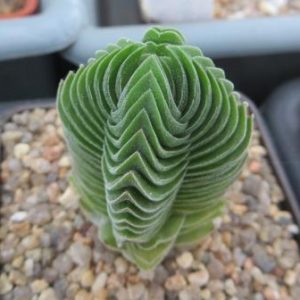 crassula buddha's temple