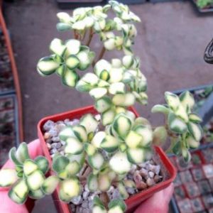 aeonium mini variegata