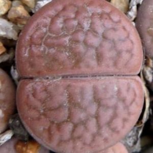 lithops hookeri subfenistratum C 19 Cop