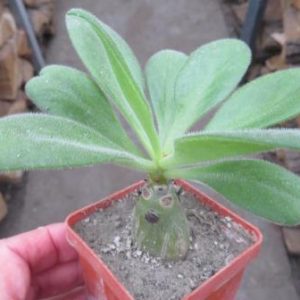 tylecodon paniculatus