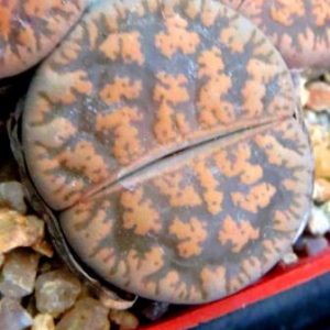 lithops lesliei classic