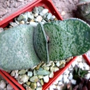 gasteria hybrid