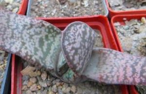 gasteria carinata 'snowstorm' Japan