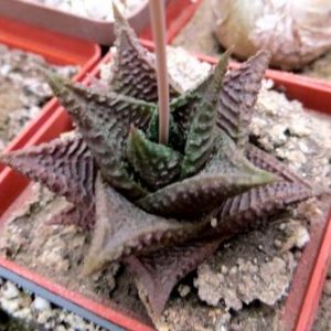 haworthia limifolia  x haworthia koelmaniorum