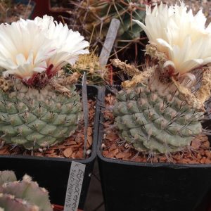 Strombocactus discoformis -seeds-семена-