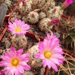 Escobaria minima SB423 -MG- seeds-семена-