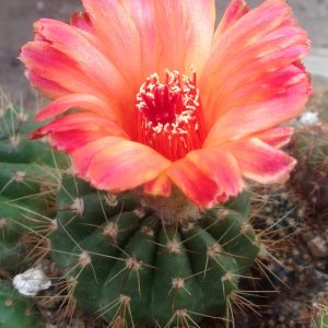 Notocactus ottonis v.venkluianus x brasiliensis -s