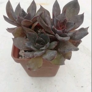 Echeveria affinis cv. "Black River"- за 1шт.