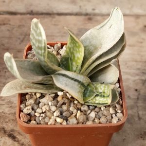 Gasteria nigricans variegata