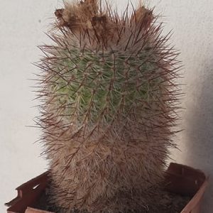 Notocactus scopa -s