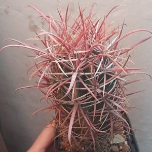 Ferocactus gracilis v. coloratus -s
