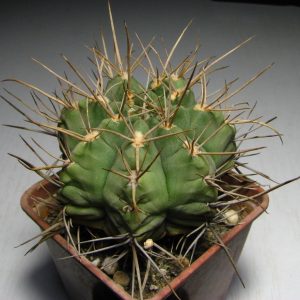 Gymnocalycium griseopallidum -s
