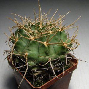 Gymnocalycium griseopallidum -s