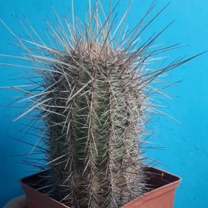 Lobivia aurea v. leucomala -s