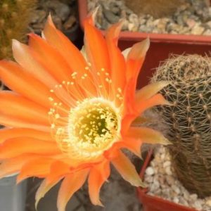 Lobivia rebutioides R219 -seeds-семена-MG- s