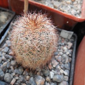 Echinocereus reichenbachii - v.baileyi SB211 - Kiowa Co. Ok. - (to - 23*C)  - MG -
