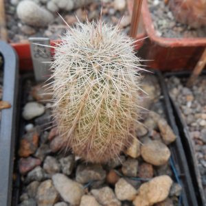 Echinocereus russanthus - v.cowperi SB 130 - Lake Valey, NM. - MG -
