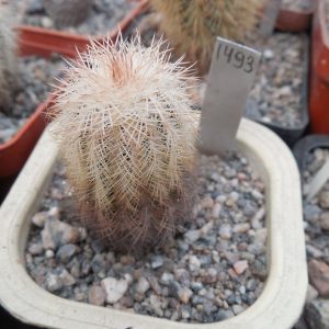 Echinocereus reichenbachii - v.baileyi - Apache,Caddo Co. - (to - 23*C) MG -