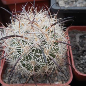 Echinomastus unguispinus  GL 607 - s Jimenez, Chih. MG - not grafted -