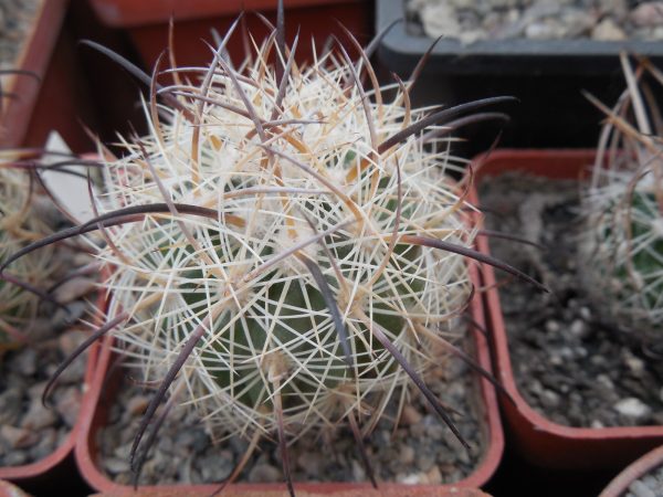 DSCN8774
