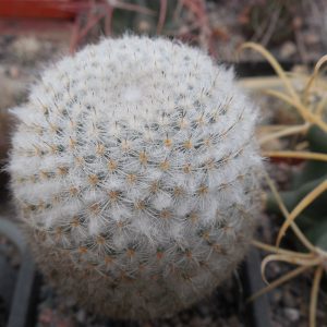 Mammillaria dixanthocentron FO 230 - MG -