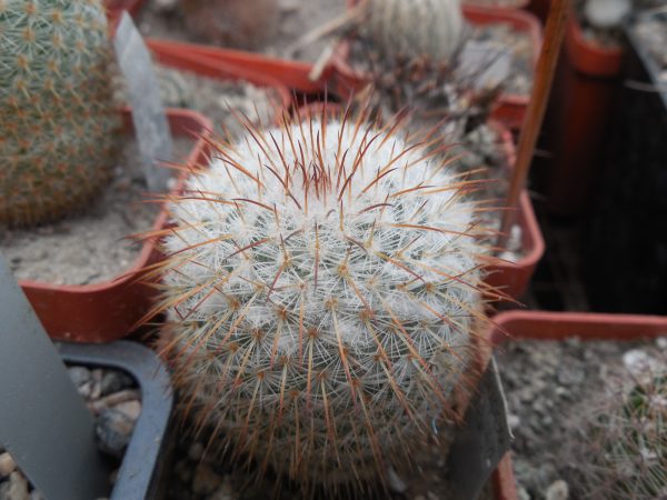 DSCN8778