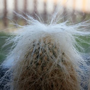 Cephalocereus senilis MG 76.36 (24 роки)