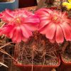 IMG_20200513_121008_1 (2)