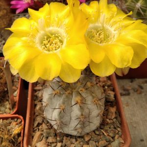 Acanthocalycium glaucum "Super Silver"-seeds-семена-