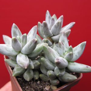 Pachyphytum compactum Blue    3 вместе