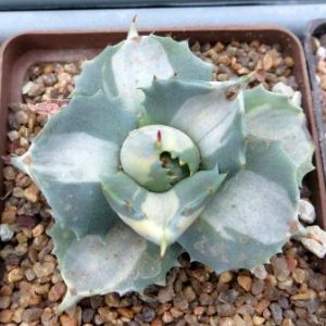 agave isthmensis ohi raijin