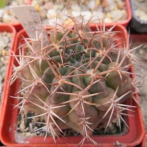 2987 gymnocalycium rotundicarpum Piltz