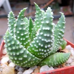 aloe minima