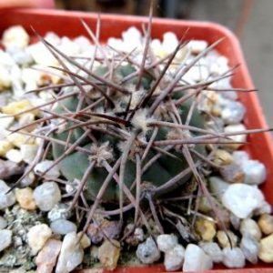 gymnocalycium moserianum