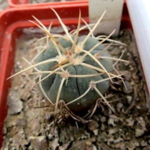 gymnocalycium cardenasianum