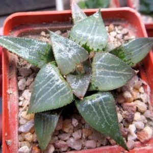 haworthia comptoniana