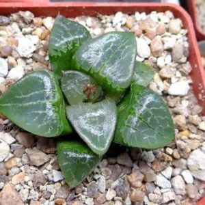 haworthia comptoniana