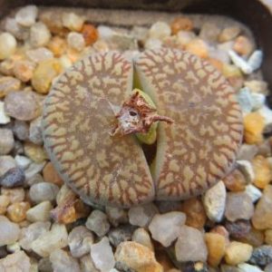 lithops aucampiae fluminalis