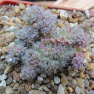 echeveria setosa cristata