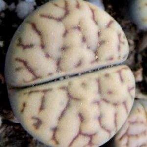 lithops bromfieldii v mennellii