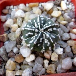 astrophytum super kabuto 5 rebs