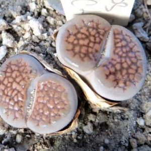 1609.3 MG lithops hallii C 45