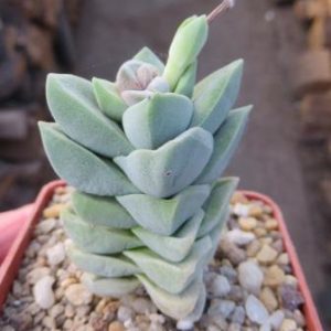 crassula moonglow