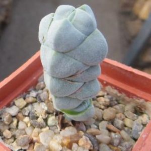 crassula plegmatoides